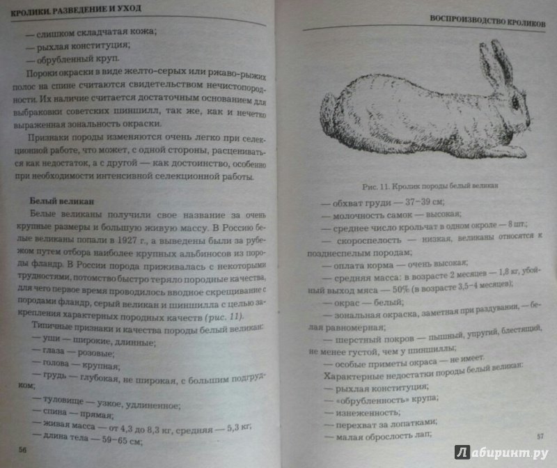 Иллюстрация 9 из 20 для Кролиководство. Разведение и уход | Лабиринт - книги. Источник: SiB