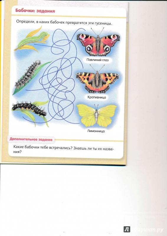 Иллюстрация 9 из 37 для Удивительные превращения. Как появляются живые организмы - Марина Султанова | Лабиринт - книги. Источник: Террил