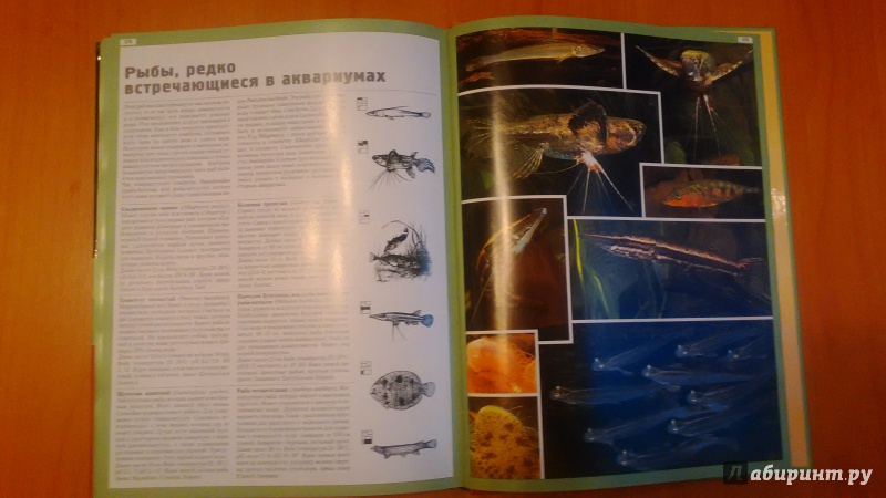 Иллюстрация 9 из 18 для Атлас аквариумных рыб. 1000 видов - Каль, Каль, Фогт | Лабиринт - книги. Источник: Ольгуша
