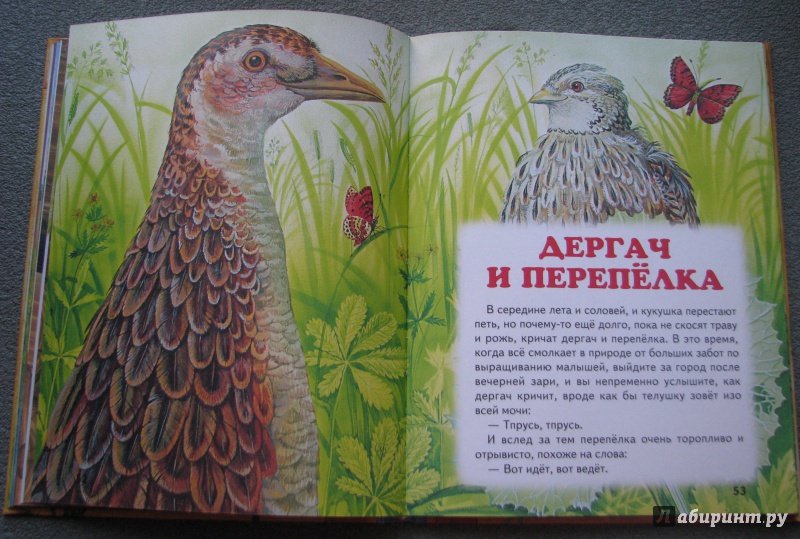 Иллюстрация 14 из 22 для Большая птичья книга | Лабиринт - книги. Источник: Штерн  Яна