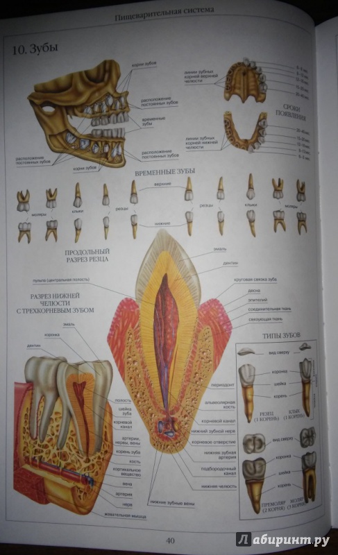 Иллюстрация 14 из 39 для Атлас анатомии человека | Лабиринт - книги. Источник: WhiteOwl
