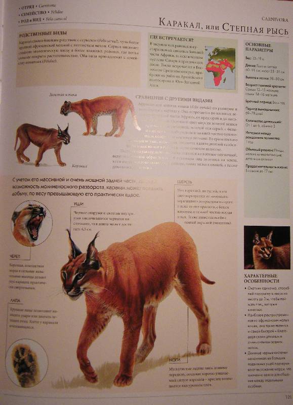 Иллюстрация 12 из 27 для Мегаэнциклопедия. Животные | Лабиринт - книги. Источник: woley