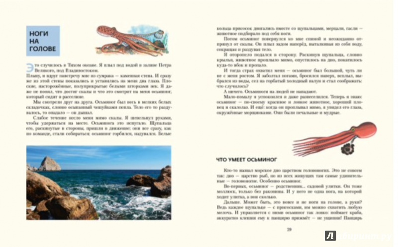 Иллюстрация 12 из 27 для В мире дельфина и осьминога - Святослав Сахарнов | Лабиринт - книги. Источник: Карачева  Елизавета