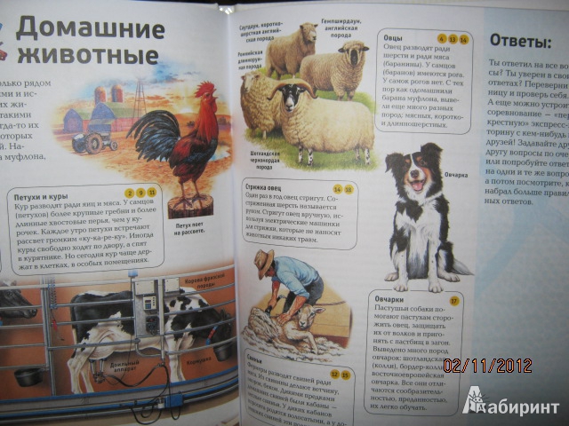 Иллюстрация 10 из 37 для Животные. Вопросы и ответы | Лабиринт - книги. Источник: Евгения39