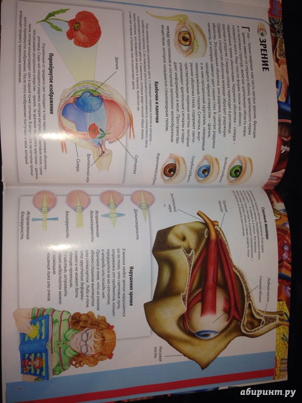 Иллюстрация 37 из 52 для Детский атлас анатомии - Винченцо Гуиди | Лабиринт - книги. Источник: Strangeros