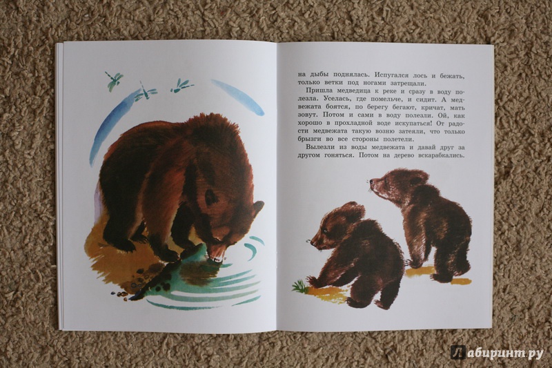 Иллюстрация 29 из 44 для Как медведь в лесу живёт - Вера Чаплина | Лабиринт - книги. Источник: дважды