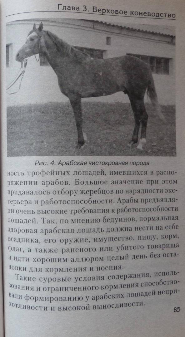 Иллюстрация 8 из 10 для Спортивное коневодство - Головачева, Абдряев, Шингалов | Лабиринт - книги. Источник: SiB