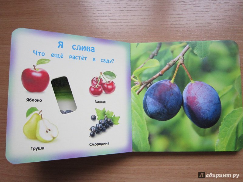 Иллюстрация 4 из 12 для Овощи и фрукты - Анна Прищеп | Лабиринт - книги. Источник: Кулыгина  Елена