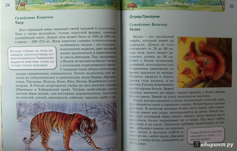 Иллюстрация 17 из 64 для Млекопитающие | Лабиринт - книги. Источник: Соловьев  Владимир
