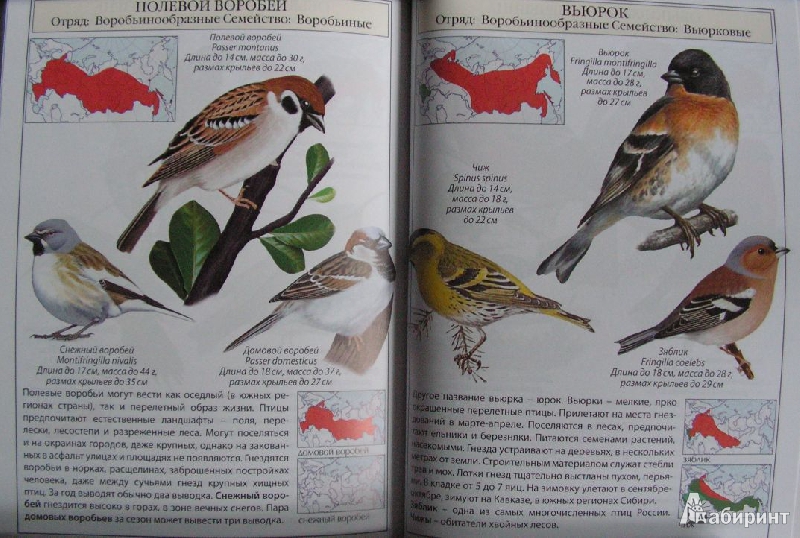 Иллюстрация 17 из 17 для Птицы России | Лабиринт - книги. Источник: Solen