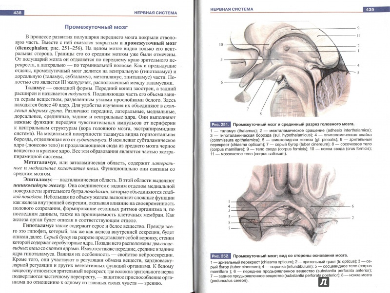 Иллюстрация 3 из 25 для Атлас анатомии человека. Учебное пособие для студентов учреждений СПО - Рудольф Самусев | Лабиринт - книги. Источник: Andrey29