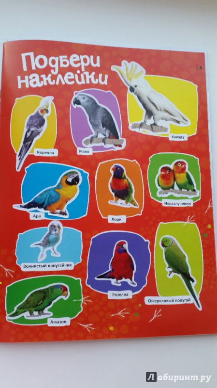 Иллюстрация 5 из 25 для Как дружить с попугайчиком | Лабиринт - книги. Источник: Плоникова  Светлана