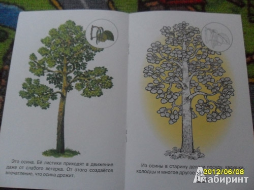 Иллюстрация 4 из 8 для Раскраска. Деревья | Лабиринт - книги. Источник: mogitatiana