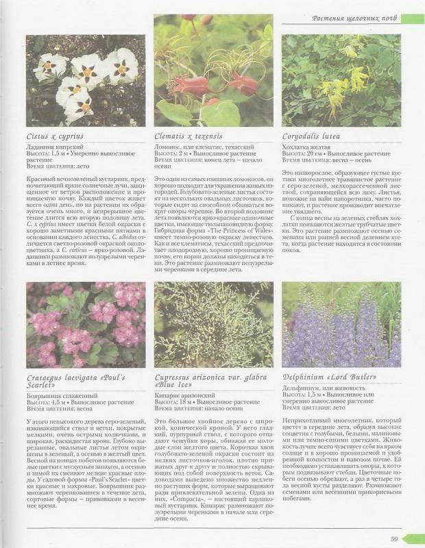 Иллюстрация 8 из 9 для Как подобрать садовые растения | Лабиринт - книги. Источник: Ялина