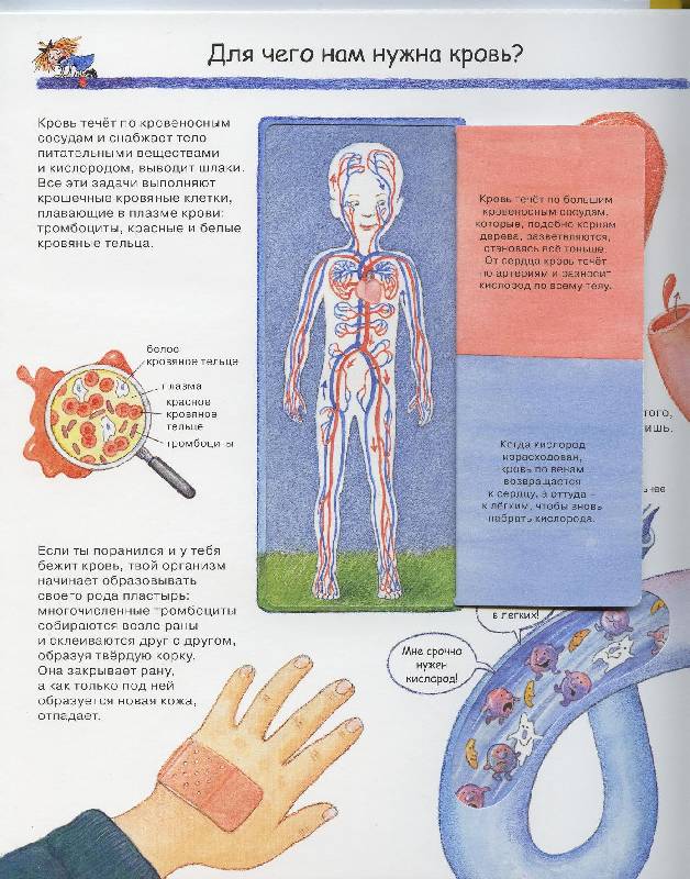 Иллюстрация 33 из 52 для Изучаем свое тело - Дорис Рюбель | Лабиринт - книги. Источник: Igra