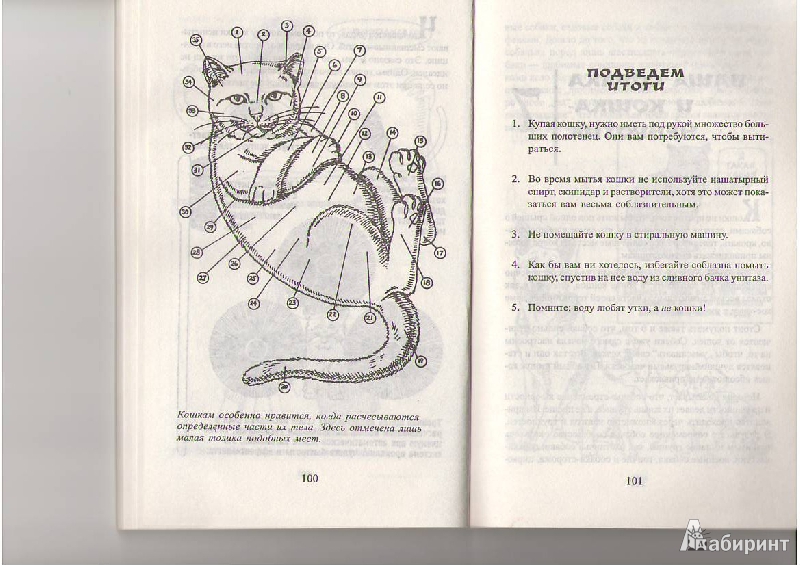 Иллюстрация 27 из 35 для Как жить с кошкой-невротиком - Стивен Бейкер | Лабиринт - книги. Источник: Tiger.