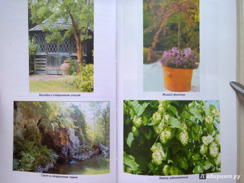 Иллюстрация 8 из 22 для Вертикальное озеленение в саду, во дворе - Александр Карпов | Лабиринт - книги. Источник: Sonya Summer