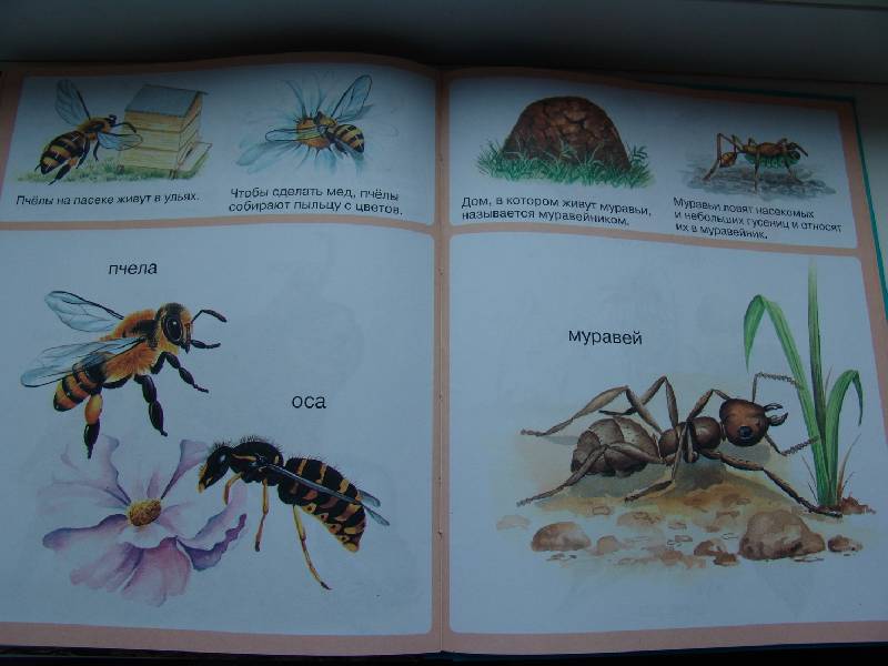 Иллюстрация 25 из 35 для Животные - Мари-Рене Пимон | Лабиринт - книги. Источник: Лаванда