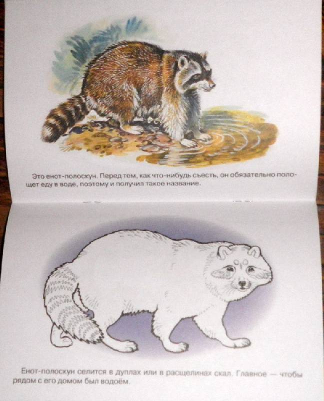 Иллюстрация 5 из 5 для Раскраска. Животные Америки и Австралии | Лабиринт - книги. Источник: АннаЛ
