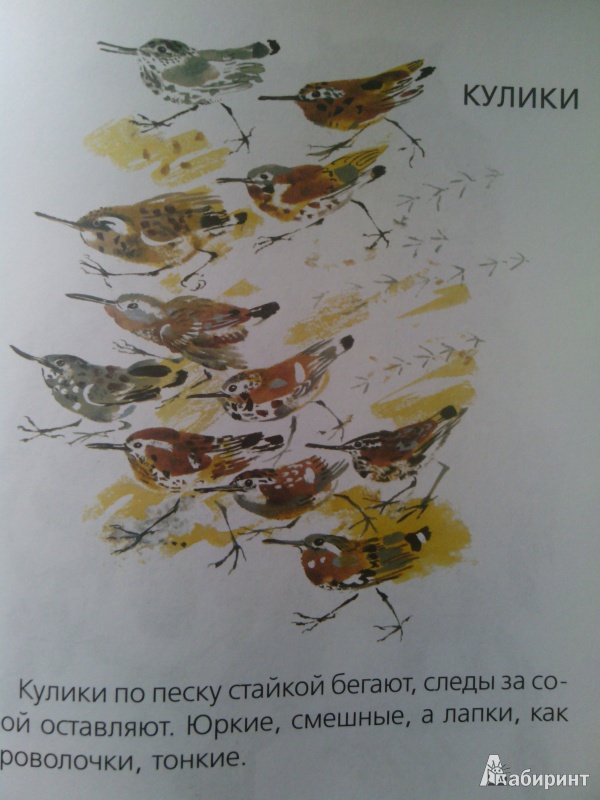 Иллюстрация 7 из 8 для Птицы - Никита Чарушин | Лабиринт - книги. Источник: SV_V