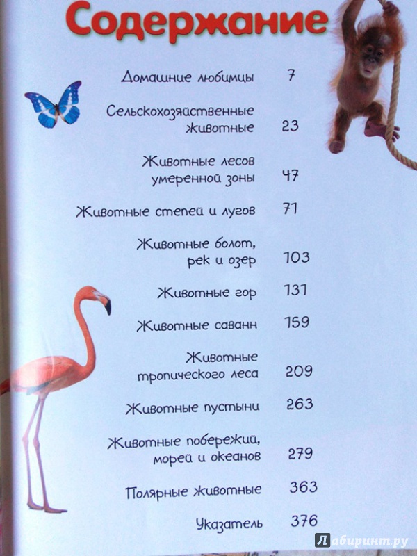 Иллюстрация 57 из 104 для Моя большая книга о животных. 1000 фотографий - Наталья Куйе | Лабиринт - книги. Источник: Virchenko  Lenka