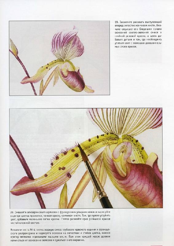 Иллюстрация 2 из 13 для Портреты цветов в акварели. Основные приемы, техника, стежки, проекты - Билли Шоуэлл | Лабиринт - книги. Источник: Panterra