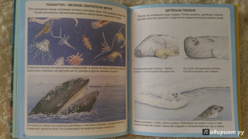 Иллюстрация 41 из 45 для Тайны моря | Лабиринт - книги. Источник: Ирина Р.