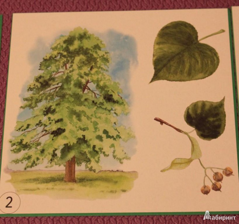 Иллюстрация 5 из 13 для Карточки "Деревья, плоды, листья" | Лабиринт - игрушки. Источник: KattryX