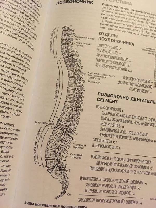 Иллюстрация 55 из 65 для Анатомия человека. Атлас-раскраска - Элсон, Кэпит | Лабиринт - книги. Источник: Сойка