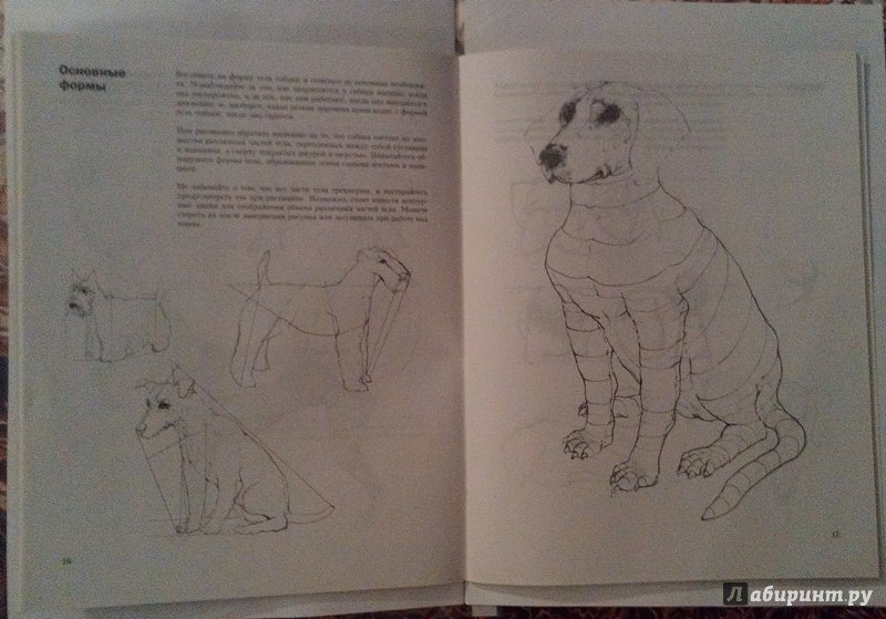 Иллюстрация 12 из 18 для Учитесь рисовать собак - Джереми Морган | Лабиринт - книги. Источник: ss0263042