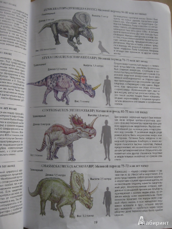 Иллюстрация 14 из 14 для Все о динозаврах | Лабиринт - книги. Источник: Чешева  Олеся