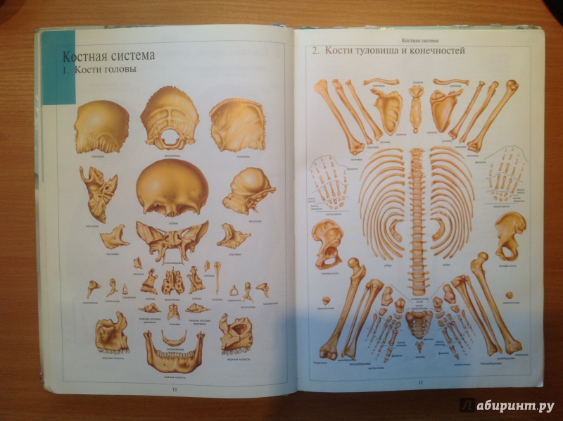 Иллюстрация 22 из 39 для Атлас анатомии человека | Лабиринт - книги. Источник: Sunnygirl