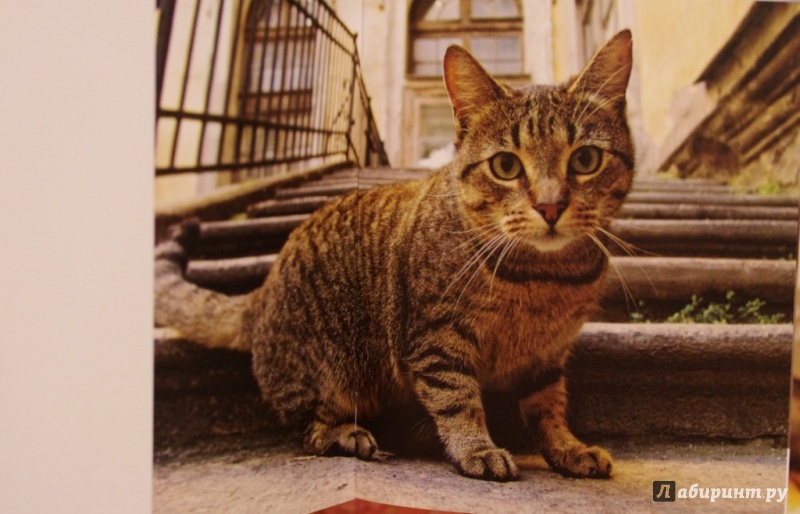 Иллюстрация 17 из 17 для Эрмитаж. Кошки. Дикие и Домашние | Лабиринт - книги. Источник: Алонсо Кихано