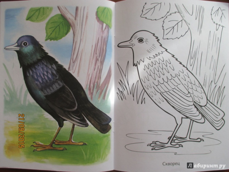 Иллюстрация 13 из 29 для Раскраска. Перелетные птицы | Лабиринт - книги. Источник: Марина Епифанцева