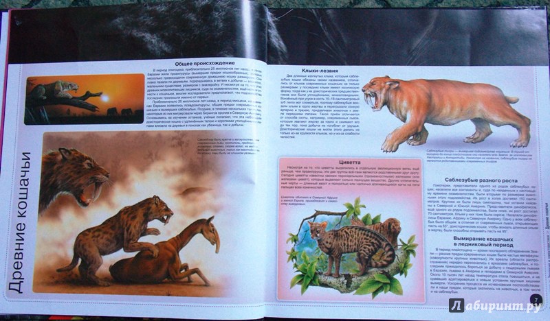 Иллюстрация 11 из 14 для Большие кошки | Лабиринт - книги. Источник: Virchenko  Lenka