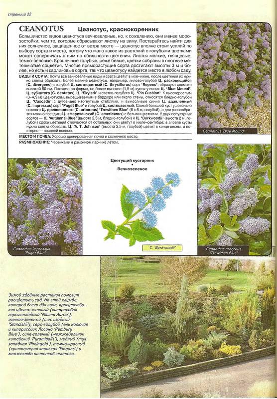 Иллюстрация 13 из 13 для Все о вечнозеленых растениях - Дэвид Хессайон | Лабиринт - книги. Источник: Ялина