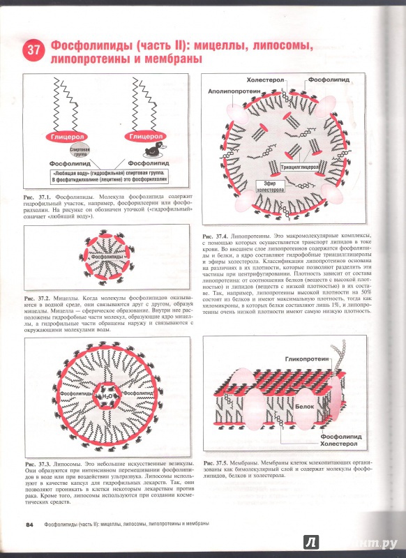 Иллюстрация 17 из 26 для Наглядная медицинская биохимия - Дж. Солвей | Лабиринт - книги. Источник: ВраЧиталла