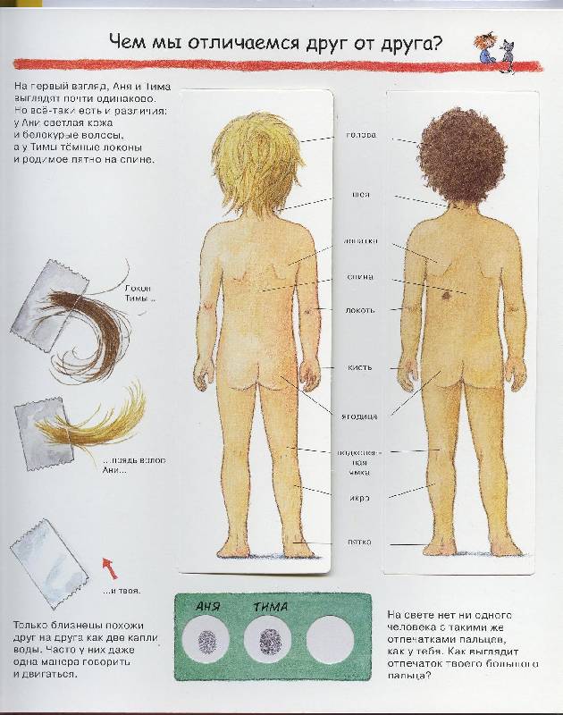 Иллюстрация 26 из 52 для Изучаем свое тело - Дорис Рюбель | Лабиринт - книги. Источник: Igra