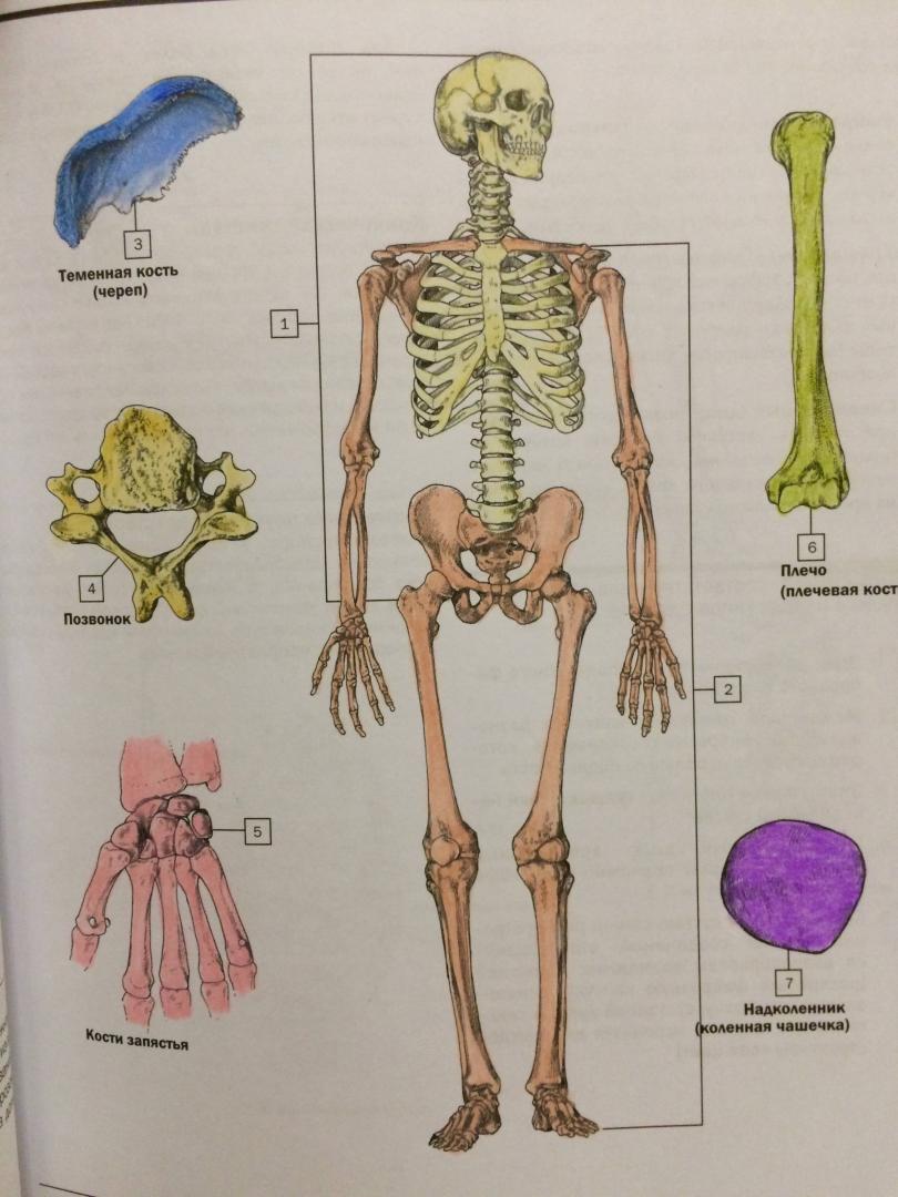 Иллюстрация 43 из 59 для Анатомия Неттера. Атлас-раскраска - Джон Хансен | Лабиринт - книги. Источник: Бабаев  Джавид