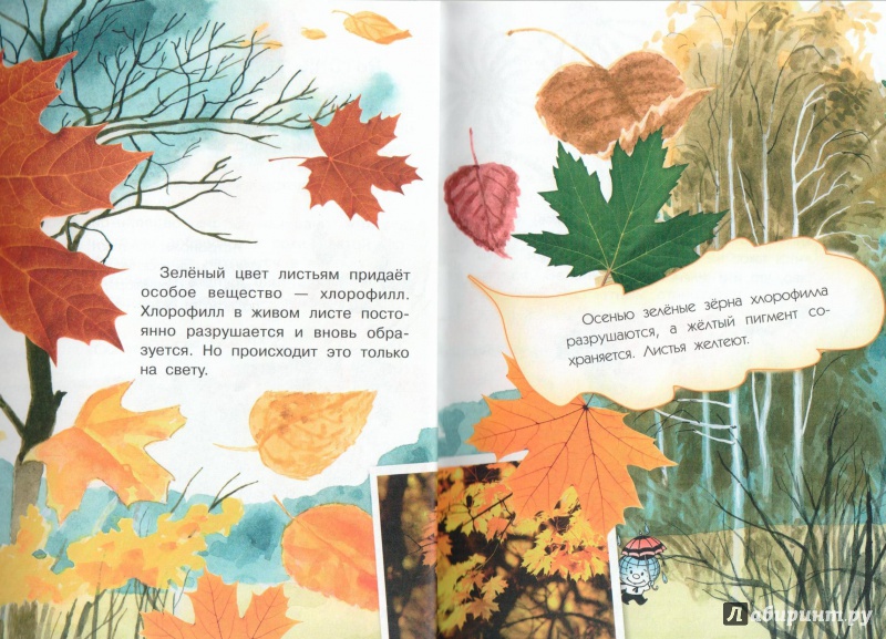 Иллюстрация 6 из 50 для Почему осенью листопад? - Георгий Граубин | Лабиринт - книги. Источник: Книжный кот