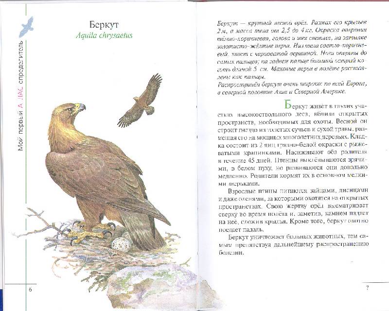 Иллюстрация 13 из 38 для Птицы леса - Бровкина, Сивоглазов | Лабиринт - книги. Источник: мамаОля