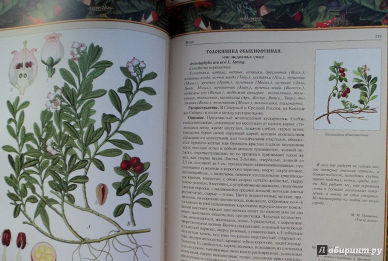 Иллюстрация 8 из 8 для Русский лес. Грибы и ягоды (в футляре) | Лабиринт - книги. Источник: Елизовета Савинова