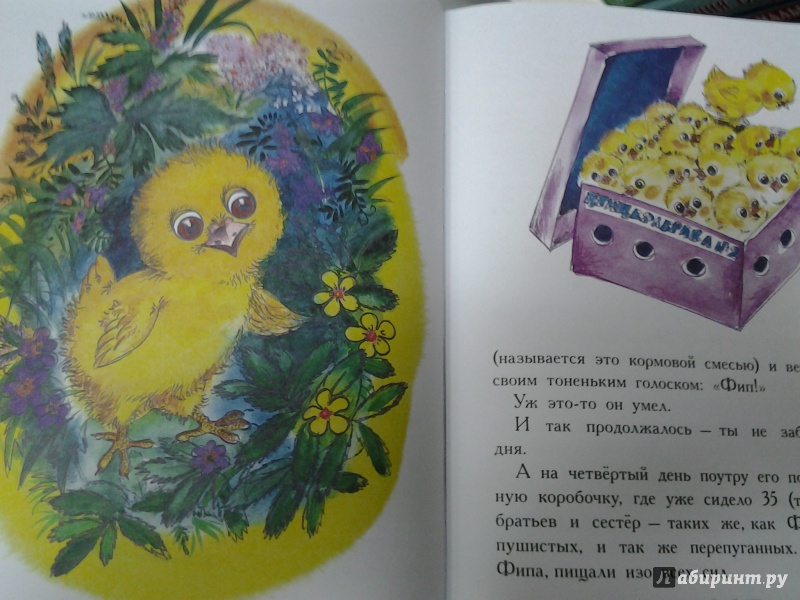 Иллюстрация 10 из 48 для Сказки про животных - Паустовский, Бианки, Заходер | Лабиринт - книги. Источник: Olga