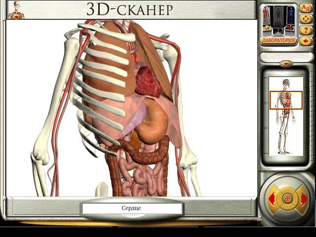 Иллюстрация 21 из 24 для Мое тело. Анатомия и физиология (CDpc) | Лабиринт - . Источник: Galia