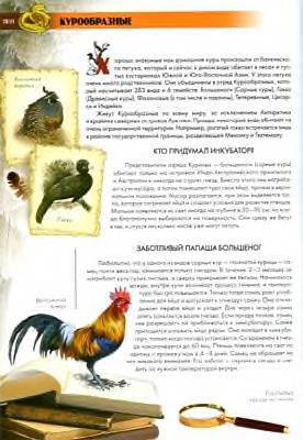 Иллюстрация 3 из 18 для Удивительные птицы мира - Валентина Мирошникова | Лабиринт - книги. Источник: Пчёлка Майя