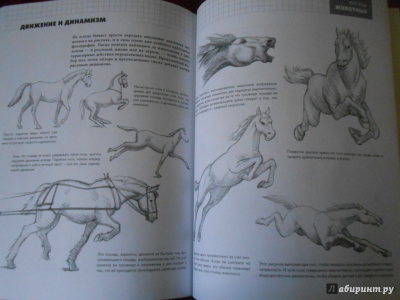 Иллюстрация 29 из 30 для Рисуем животных - Питер Грей | Лабиринт - книги. Источник: Леан