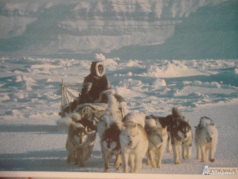 Иллюстрация 3 из 11 для Мир в картинках. Арктика и Антарктика. 3-7лет. | Лабиринт - книги. Источник: Lubochka