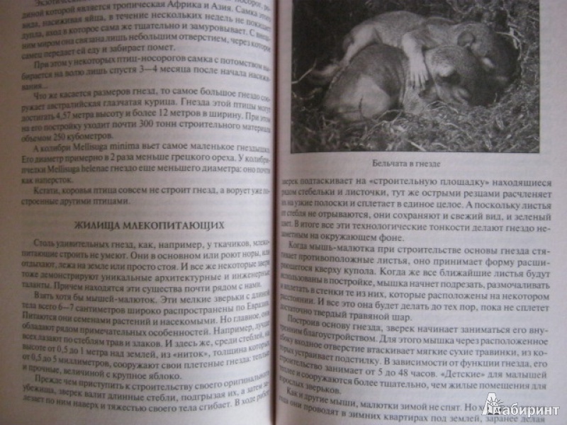 Иллюстрация 4 из 23 для 100 великих рекордов животных - Анатолий Бернацкий | Лабиринт - книги. Источник: Евгения39