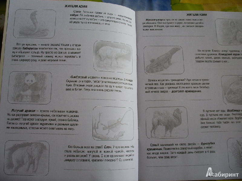 Иллюстрация 1 из 6 для Животные дальних стран. Книжка с наклейками | Лабиринт - книги. Источник: Tiger.