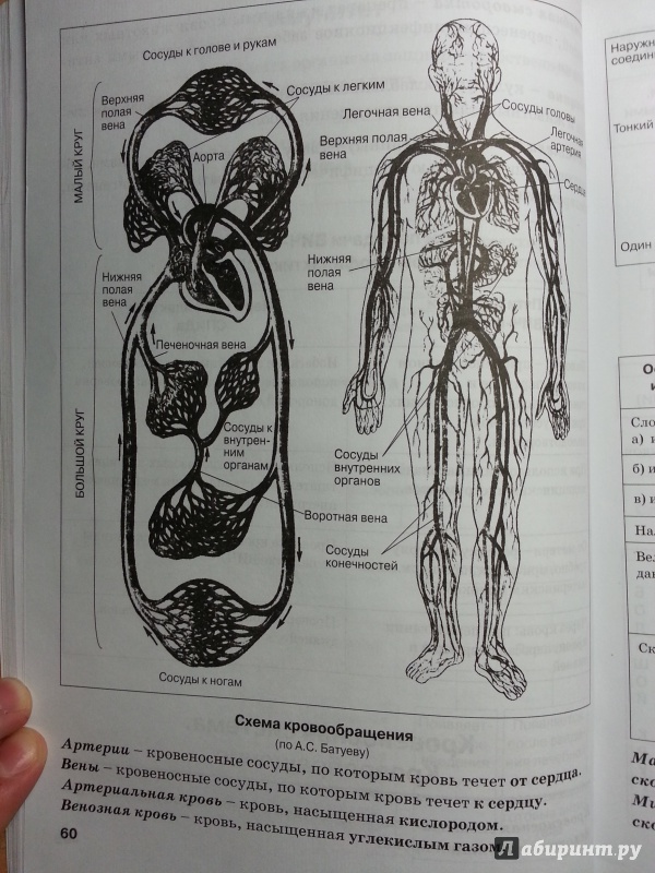 Иллюстрация 5 из 28 для Биология человека в таблицах и схемах. Человек и его здоровье - Наталия Бодрова | Лабиринт - книги. Источник: Den